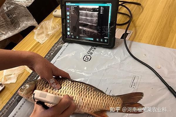 金龍魚遺傳性別鑒定技術如何操作？