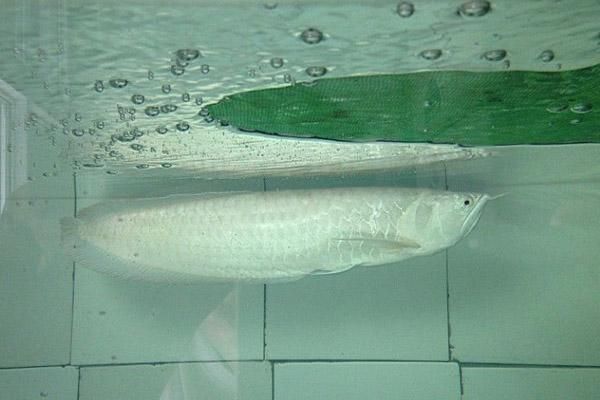 金龍魚標(biāo)準(zhǔn)號(hào)對(duì)照表大全圖（金龍魚分類和等級(jí)對(duì)照表）