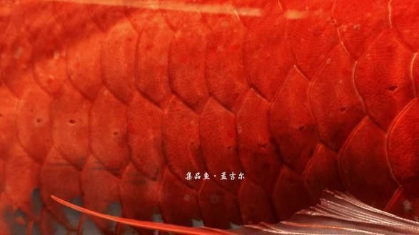 萬吉紅龍魚和孟吉爾紅龍魚哪個好