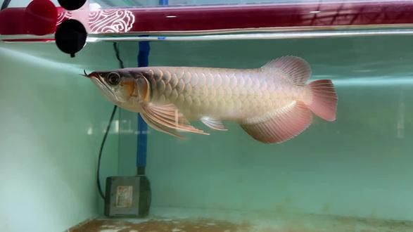 萬吉紅龍魚和孟吉爾紅龍魚哪個好