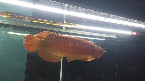 萬吉紅龍魚和孟吉爾紅龍魚哪個好