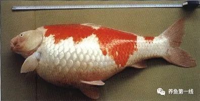 銀龍魚鼻子爛圖片真實