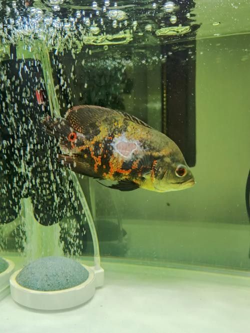 銀龍魚鼻子爛圖片真實