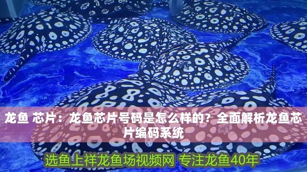 龍魚 芯片：龍魚芯片號碼是怎么樣的？全面解析龍魚芯片編碼系統