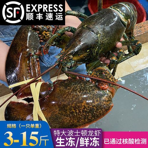 哪里可以買到活的澳龍？