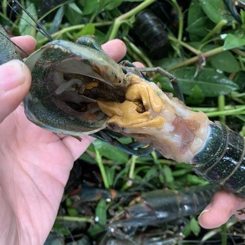 哪里可以買到活的澳龍？