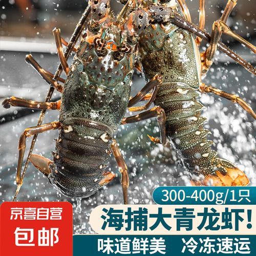哪里可以買到活的澳龍？