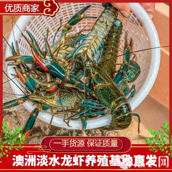 哪里可以買到活的澳龍？
