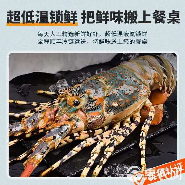 哪里可以買到活的澳龍？