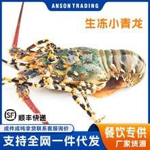 哪里可以買到活的澳龍？