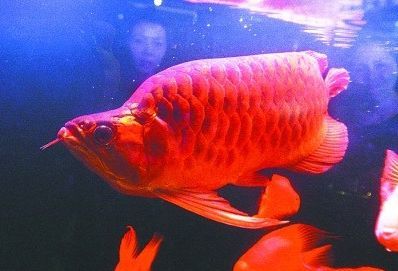 紅龍魚怎樣養能讓背平鰭翹？（紅龍魚怎么養紅龍魚四個步驟輕松學會紅龍魚的養法）