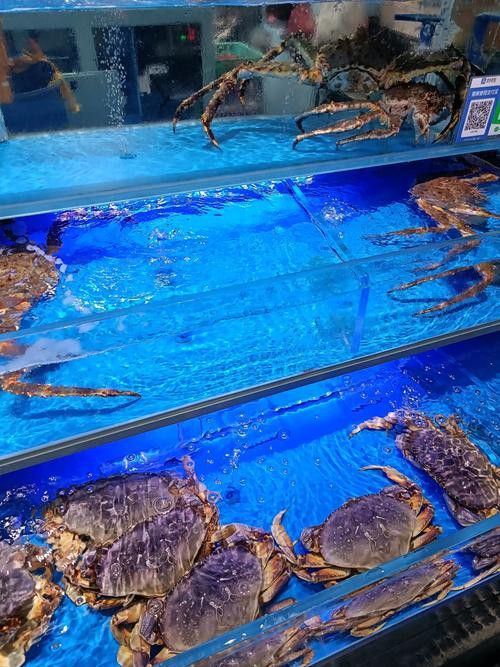 海南過江龍魚多少錢