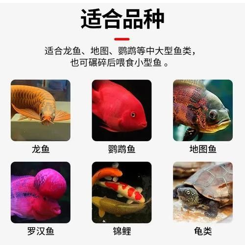 龍魚魚糧什么牌子好用一點