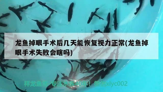 龍魚吊眼手術后會瞎么