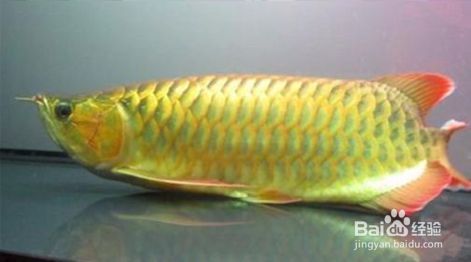 龍魚缸的ph值：龍魚缸ph值對龍魚的生長至關重要，龍魚缸水質調節注意事項