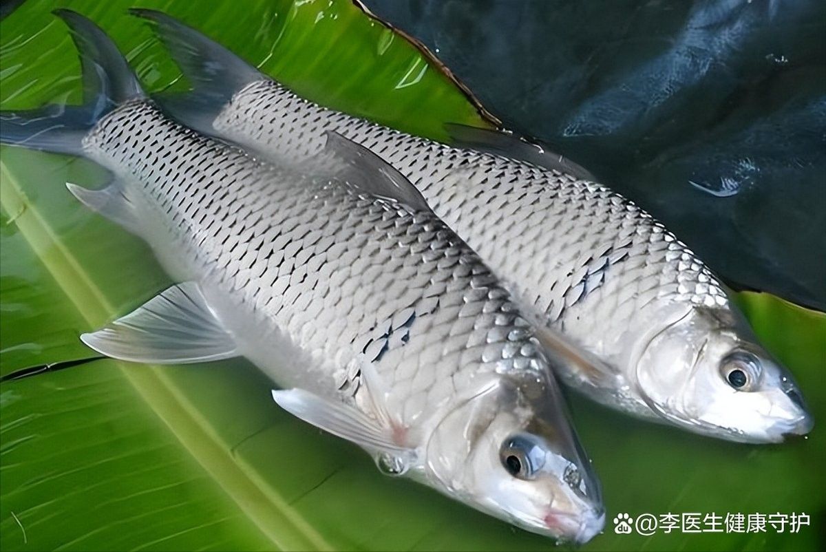 龍魚可以長期喂飼料嗎有毒嗎