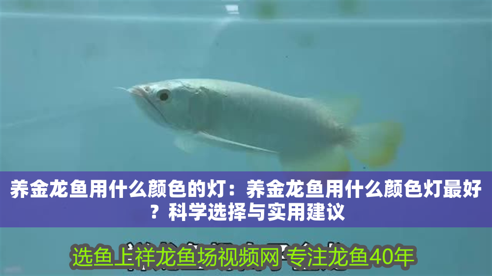 養金龍魚用什么顏色的燈：養金龍魚用什么顏色燈最好？科學選擇與實用建議