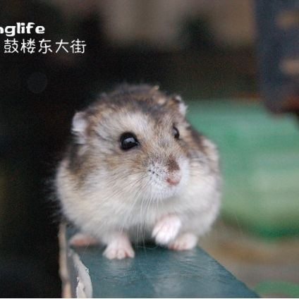 老鼠圖片