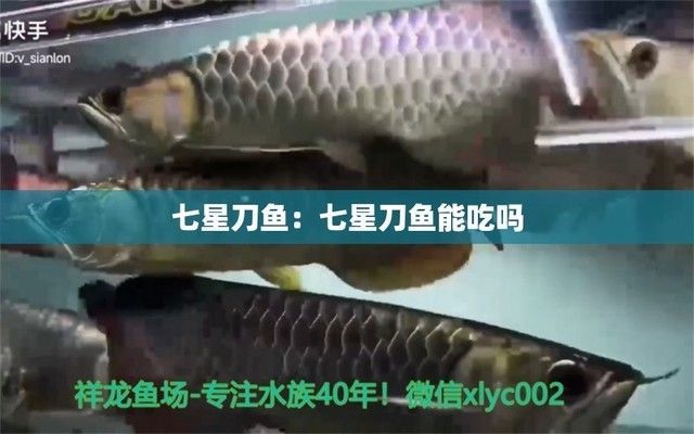 龍魚的飼料七星刀魚能吃嗎視頻：七星刀魚與龍魚混養指南,七星刀魚夜間喂食技巧