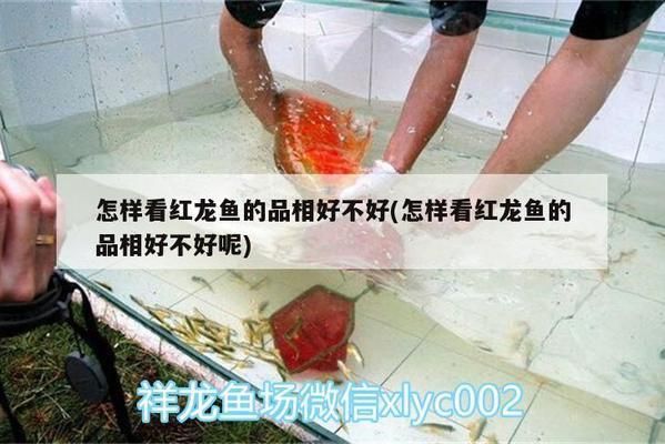 紅龍魚怎么看品相好不好呢（如何判斷紅龍魚的品相） 紅龍魚怎么看品相好不好呢（如何判斷紅龍魚的品相） 龍魚百科 第4張