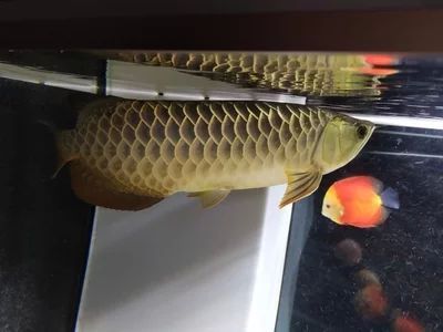 龍魚多久會餓死掉：龍魚的饑餓耐受能力與其個體大小、飼養(yǎng)條件以及是否為肉食性等因素有關