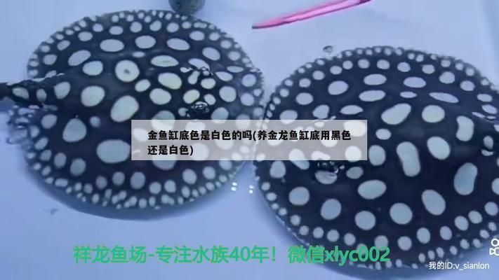 養龍魚什么底色的缸好看一點：養龍魚時，選擇底色對觀賞效果有影響，白底魚缸對觀賞效果有影響