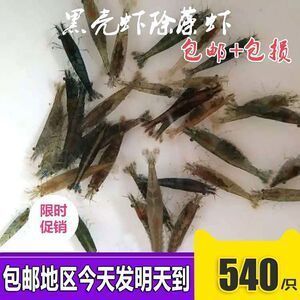 龍魚能吃黑殼蝦嗎：龍魚可以吃黑殼蝦嗎？