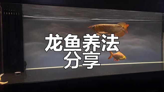 龍魚飼養需要多久換一次水？