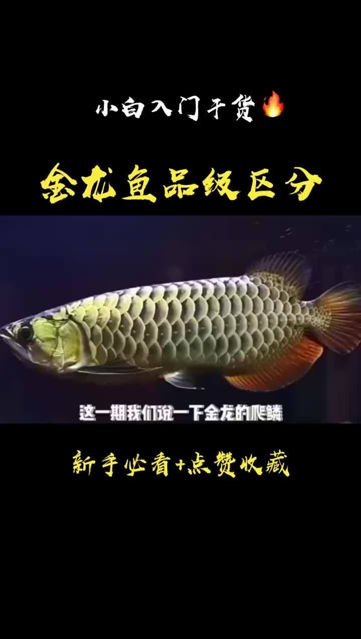 金龍魚等級與價格關系大嗎？