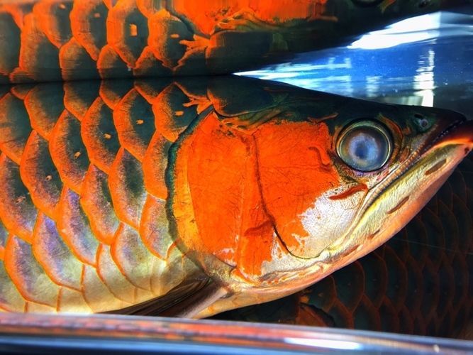 龍魚缸的ph在多少正常：龍魚蒙眼嚴重的原因和治療方法圖片視頻大全集