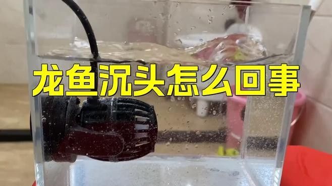 銀龍魚沉頭不游動怎么辦