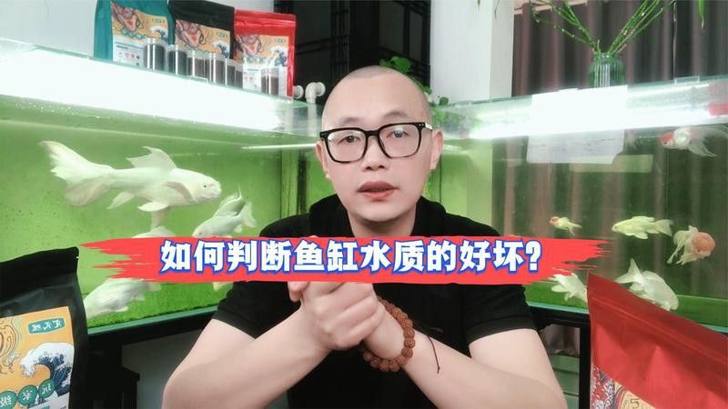 如何優化金龍魚的水質？ 如何優化金龍魚的水質？ 龍魚百科 第8張
