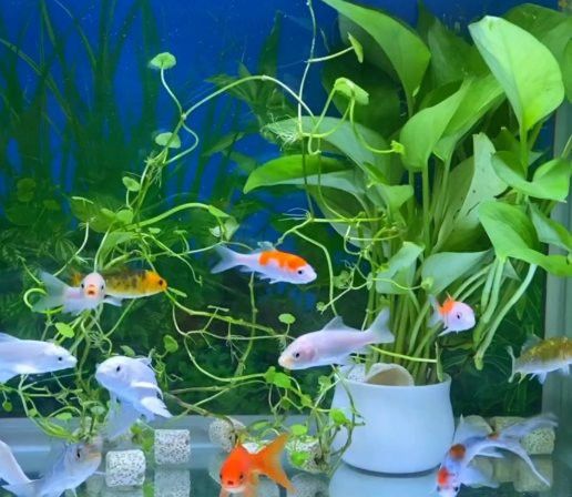 如何優化金龍魚的水質？ 如何優化金龍魚的水質？ 龍魚百科 第12張
