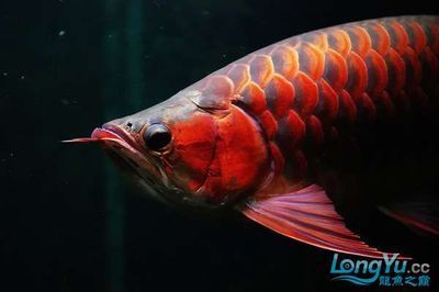 紅龍魚什么養不兜嘴【紅龍魚兜嘴20什么養殖不兜嘴20】