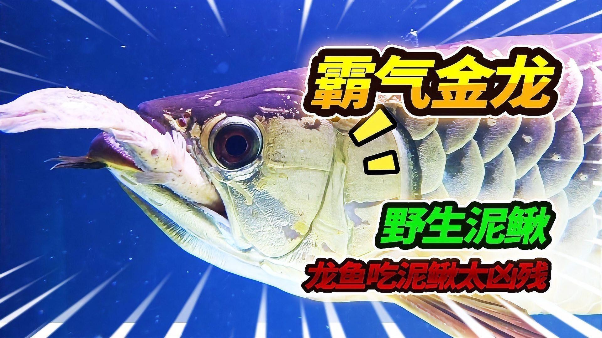 過背藍底金龍魚需要多大的魚缸？