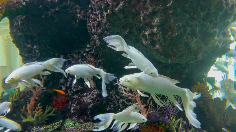 有沒有動態的龍鳳魚視頻？