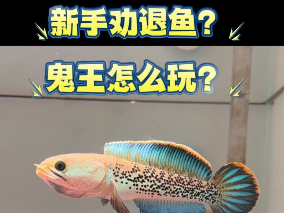鬼王雷龍的價格是多少