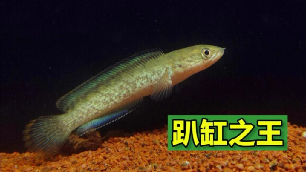 鬼王雷龍的價格是多少