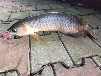 40公分龍魚 1天吃多少（40公分的龍魚一天吃多少？）