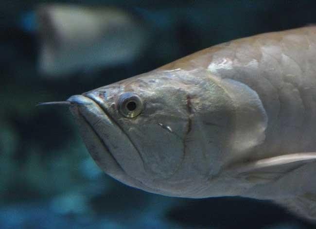 銀龍魚常見病圖片大全