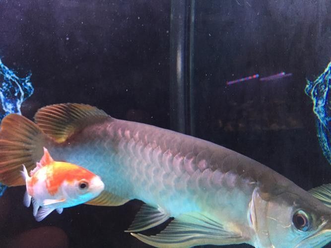 銀龍魚常見病圖片大全