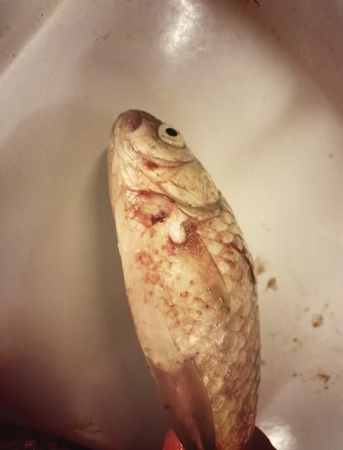 銀龍魚常見病圖片大全