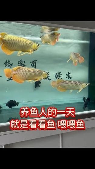 龍魚戰(zhàn)車體型圖解說