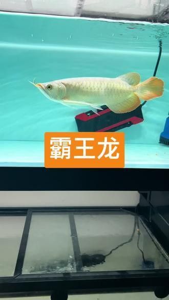 龍魚戰(zhàn)車體型圖解說