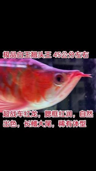 龍魚戰(zhàn)車體型圖解說