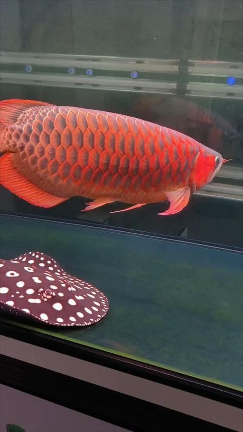 龍魚戰(zhàn)車體型圖解說