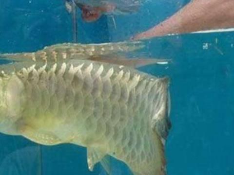 沈陽(yáng)金龍魚寵物店（沈陽(yáng)寵物店魚缸水泵價(jià)格）