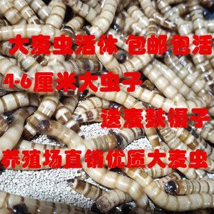 沈陽(yáng)金龍魚寵物店（沈陽(yáng)寵物店魚缸水泵價(jià)格）