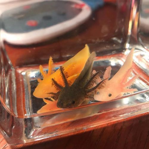 哪種恐龍魚最適合新手飼養？