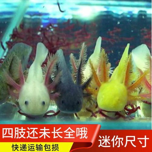 哪種恐龍魚最適合新手飼養？